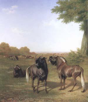 Jacques-Laurent Agasse White-Tailed Gnus (mk25) oil painting picture